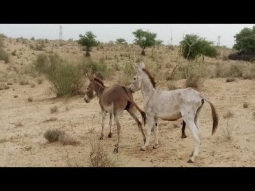 Big male donkey is very quick with Fimale donkeys must watch  animals  @MP2animals