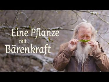 Bärlauch eine Pflanze mit Bärenkräften