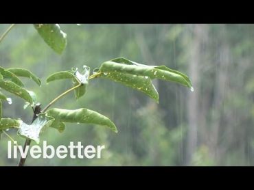 Sonido de Lluvia Relajante  Sin truenos y un poco Intensa  Ideal para Dormir  8 Horas