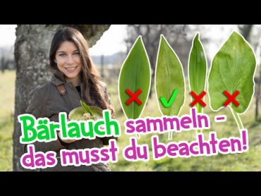 Bärlauch sammeln  das muss man beachten 🌱 Verwechslungsgefahren bärlauch wildkräuter frühling