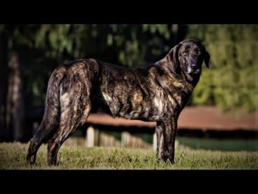 Cão de Castro Laboreiro  Série melhores cães de guarda do mundo