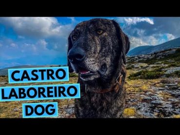 Cão de Castro Laboreiro  TOP 10 Interesting Facts