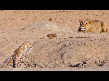 Leopard Walks Right into a Lion