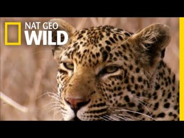 The Leopard is a Pouncer, Not a Chaser  Nat Geo Wild