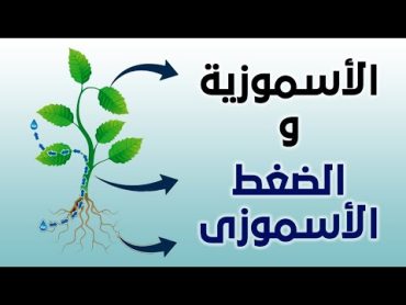 العلاقة بين الاسموزية والصغط الاسموزى  نقطة مهمة جدااا  احياء الصف الثانى والثالث الثانوى