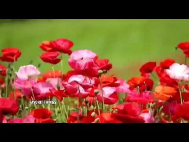 آهنگ محلی آبی خوشم آمد گلابی خوشم آمد 💐 ( رمانتیک )  Romantic Afghan Song