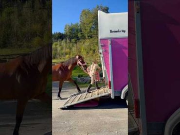 Ella & Tarzan😍 Horse trailer loading❤️ shorts horse equestrian