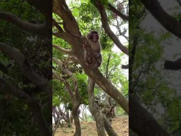 頭上から赤ちゃん猿のおしっこ🐒 Baby monkey pee from overhead