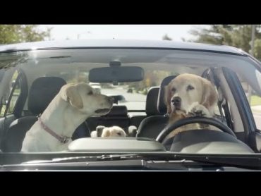 [Top 5] Funny Animal Commercials Ever on TV  Funniest and Crazy Animals