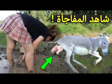 لن تصدق ماذا وجدوا داخل بطن هذا الحمار وجدوا معجزة كبيرة سبحان الله !!