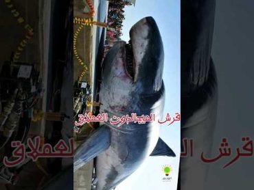 ماذا لو لم ينقرض هذا الحيوان ( صدمة ) .. قرش الميجالودون العملاق.. 🦈 معلومة  حيوانات