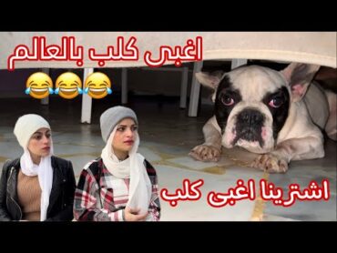 اغبى كلب بالعالم 😂 ام سيف ونانو