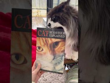 New cat book for the bookcase 🐱📚catbooks catsandbooks cutecat lovecats cat cats catshorts