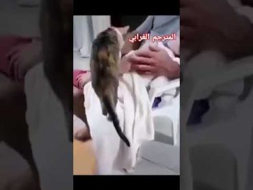 ‏قطة تقدم الوداع الأخير لصديقها الطفل الفلسـ طيني بعد استشـ هاده