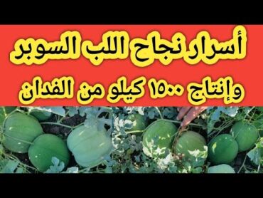 اسرار نجاح زراعة اللب السوبر بطيخ اللب والحصول علي طن ونصف من الفدان