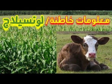 @almazra3a333 تصحيح بعض المعلومات الخاطئة عن لونسيلاج