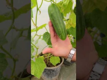 زراعة الخيار بالمنزل Growing Cucumber at Home