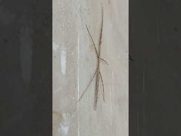 This insect looks like a stick.  These insects are referred to as phasmatodeans or ghost insects.