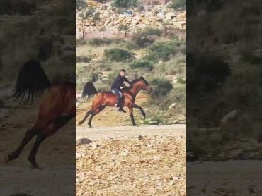 ركوب الخيل العربية بدون لجام أجمل تحدي فنون الفروسية  horseriding  adrenalina  horseworld