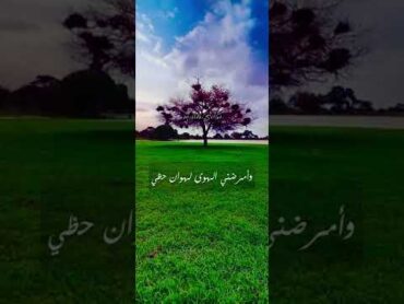 سدوم ولد ايده