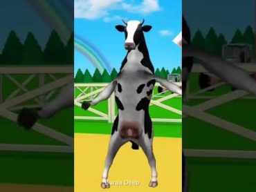 البقرة الراقصة  البقرة الحلوب  البقرة الضاحكة  بقرة  the cow