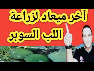 آخر ميعاد لزراعة اللب السوبر أو بطيخ اللب و الميعاد المناسب للزراعة والحصول علي أعلي إنتاج