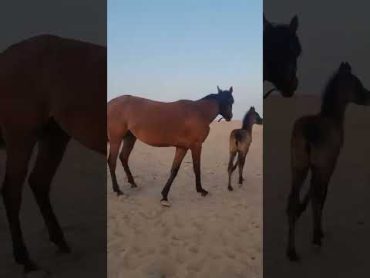 ماشاء الله تبارك الله🥰🥰🏇🏇💝💝