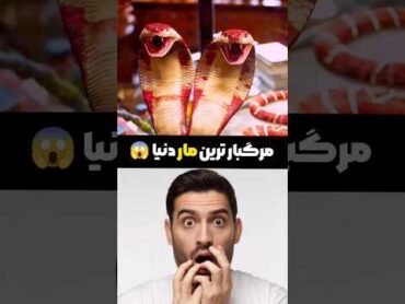 سمی ترین مار دنیا 😱 دانستنی های جالب در مورد مار ها