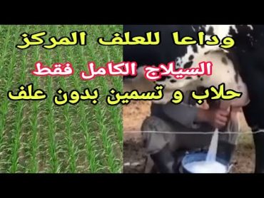 سيلاج الذرة والفول الصويا. يكفي بدون علف مركز للحلاب و التسمين .معلومات غير مسبوقة..د/السيد الطوخي