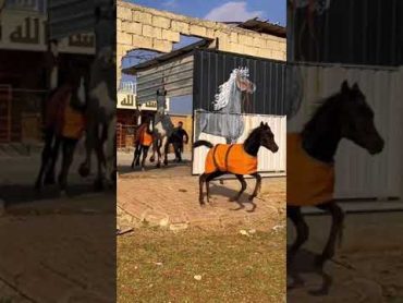 مين بتتوقعوا هيبتو اكتر 😎بحار ولا رعد 🐎 خيل فهد نواف 😍