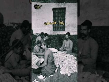 Men packing oranges in palestine 1920  فلسطينيون يعبئون البرتقال في يافا ١٩٢٠ palestine shorts