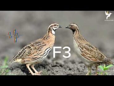 صوت السمان البري F3 , صوت الفر , ممتازز جدأ , the best sound quail