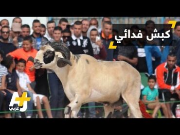 مصارعة الكباش في بلدان مغاربية