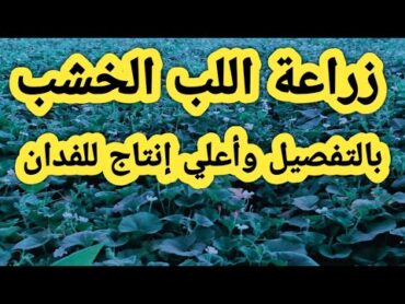 زراعة اللب الخشب بالطريقة الصحيحة وأعلي إنتاج للفدان وأهم المعاملات في تسميد النبات