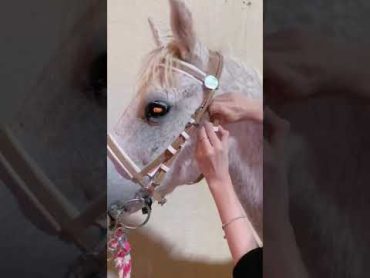 الخيل والخيالة 🎠❤️ خيل الحصان العلا تبوك حائل اسطبل ترند السعودية shorts