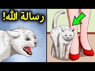 إذا اقتربت منك قطة.. فهذا يعني أن هناك 3 رسائل من الله لك  سبحان الله !!