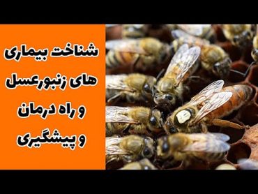 برسی بیماری و مشکلات زنبور قسمت اول  کتاب زنبورداری (کپشن خونده شود)