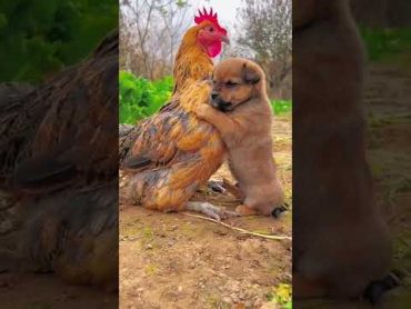 Friendship / puppy and chicken . A beautiful moment 191  shorts