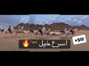 شاهد اسرع خيل عربي قد تراه اول مرة في حياتك 🤎🐎🔱