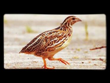 افضل صوت للاجهزه الصيد السمان الذكر والانثى يجذب بسرعة صوت رائع جدآ يجذب Common Quail Sound