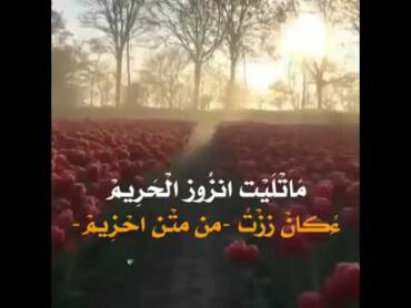 سدوم ول ايده (عت واحل من حزم الريم )رائع جدا