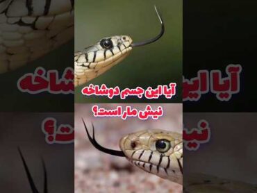 آیا این جسم دوشاخه نیش مار است؟   دانستنی  در مورد مارها   دانستنیها vipers shorts snakes