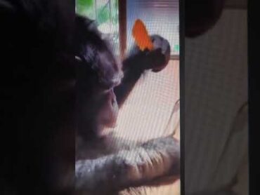 Monkey brushing his hair!🤣🤣 🦍Watch!