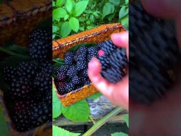 Blackberry Picking  satisfying shortvideo