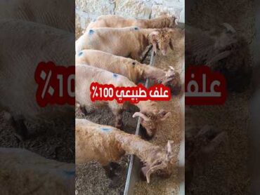 مكونات علف تسمين طبيعي ١٠٠ ٪   أربع مواد فقط  تسمين خراف صغيرة (05)