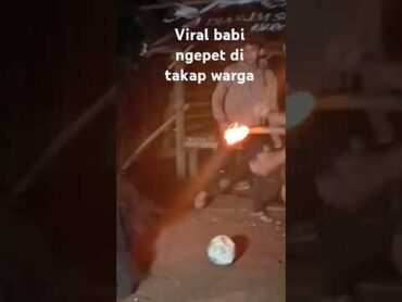 TERTAKAP NYA SILUMAN BABI NGEPET