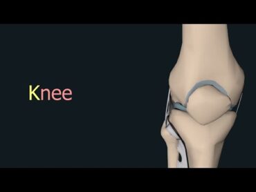 [Arabic] Chapter 5  Lesson 10  Knee join  Anatomy  x ray مفصل الركبة تشريح وتصوير شعاعي