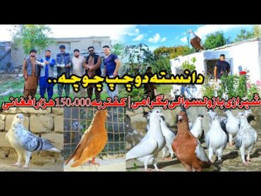 شیرازی باز ولسوالی بگرامی دانسته دوچپ چوچه میگیرم  کفتر شیرازی 150,000 هزار Most Expensive pigeon