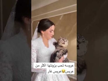 عروسه يحب بزونه اكثر  من عريس 😂شوفو عريس اشون غار