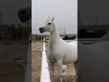 جمااال ورونق الخيل العربي !!!!!!